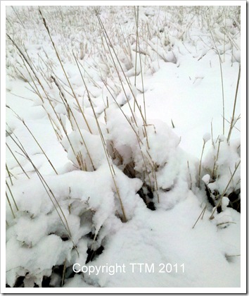snow grass