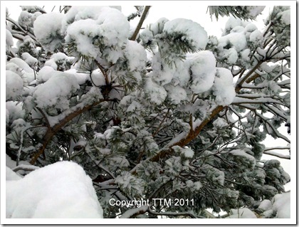 snow tree3