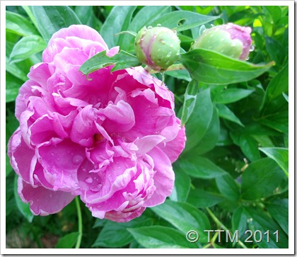 flower peony3