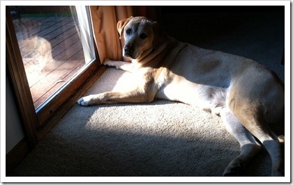 ordinary samson door