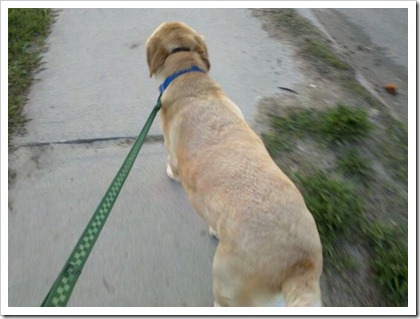 samson walking